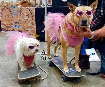 Two dogs in pink tutus and sunglasses on skateboards; a larger dog stands while a smaller dog sits.
