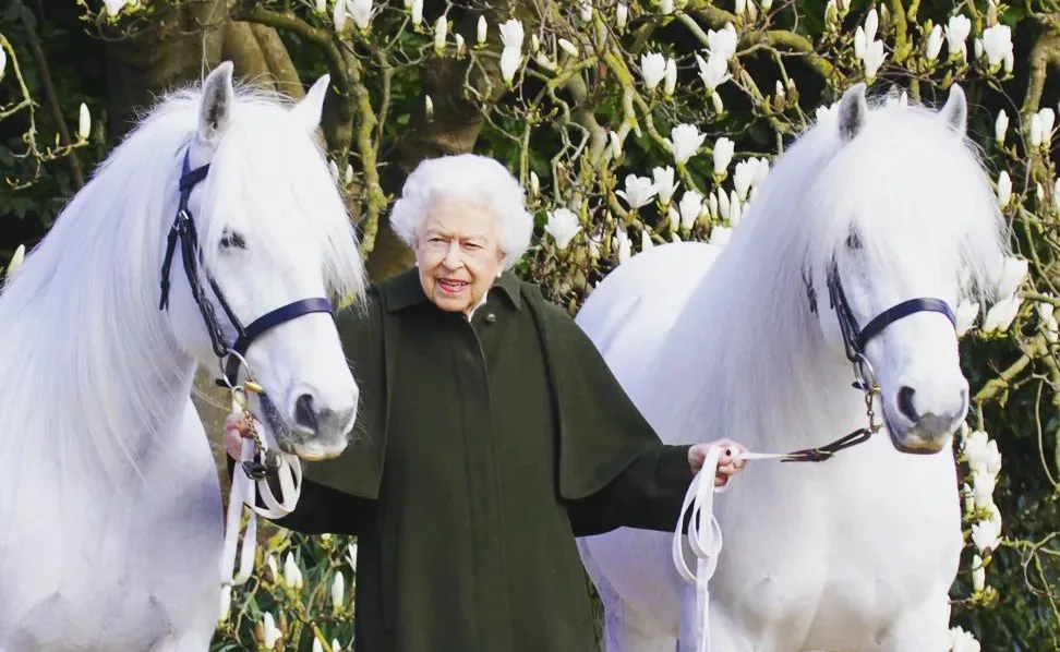 Elderly woman in dark coat stands between two white horses in a garden with white blossoms.