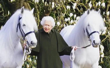Elderly woman in dark coat stands between two white horses in a garden with white blossoms.