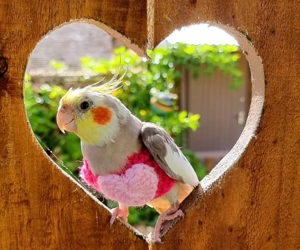 Cockatiel wearing a pink sweater, perched in a heart-shaped cutout on a sunny day.