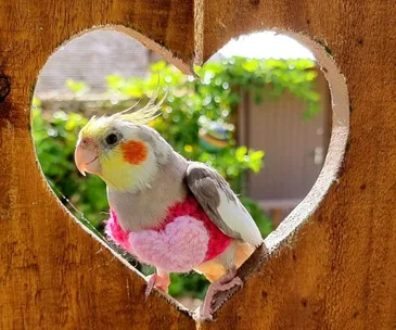 Cockatiel wearing a pink sweater, perched in a heart-shaped cutout on a sunny day.
