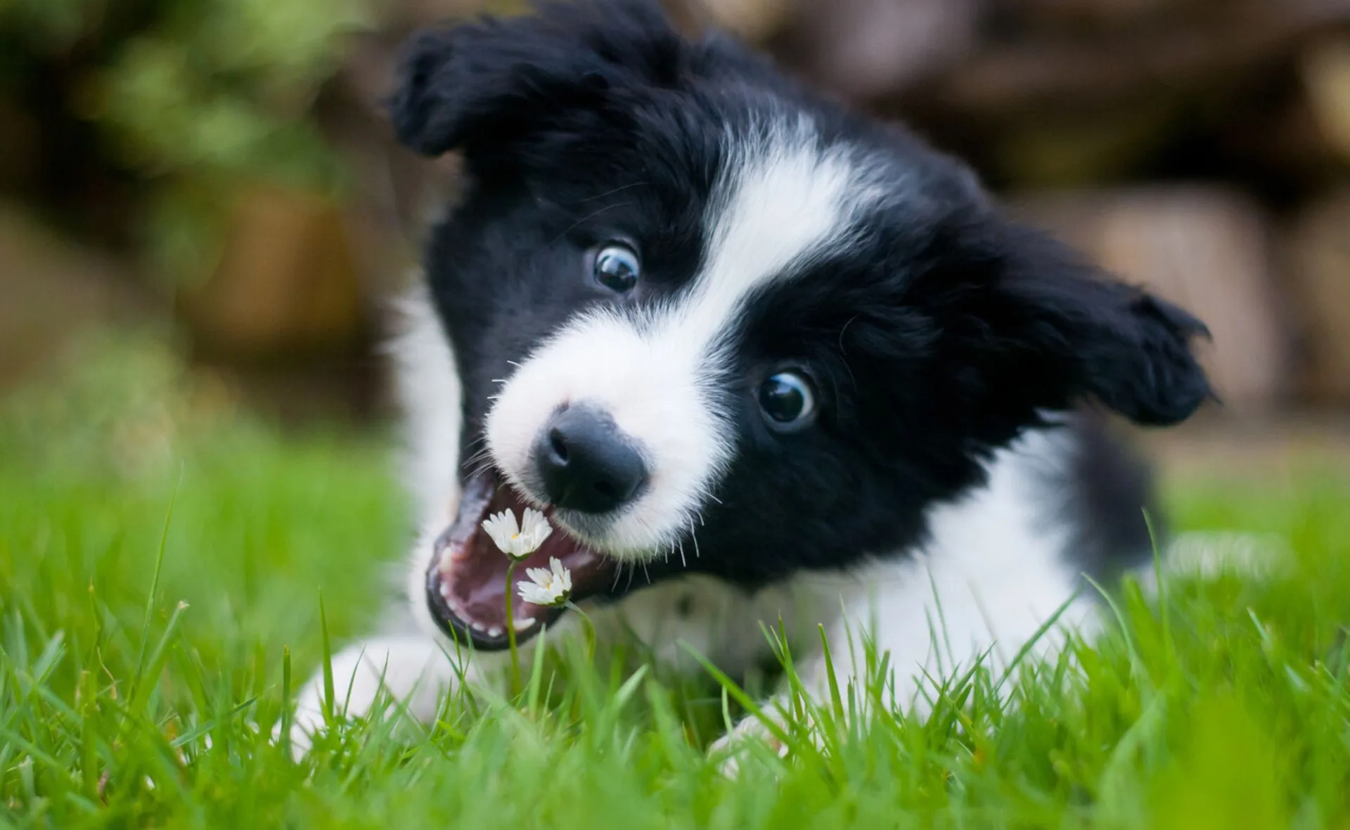 Black and white puppy playfully chewing on grass and a flower.
