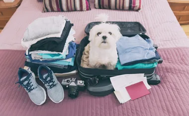 The best pet friendly stays around Australia