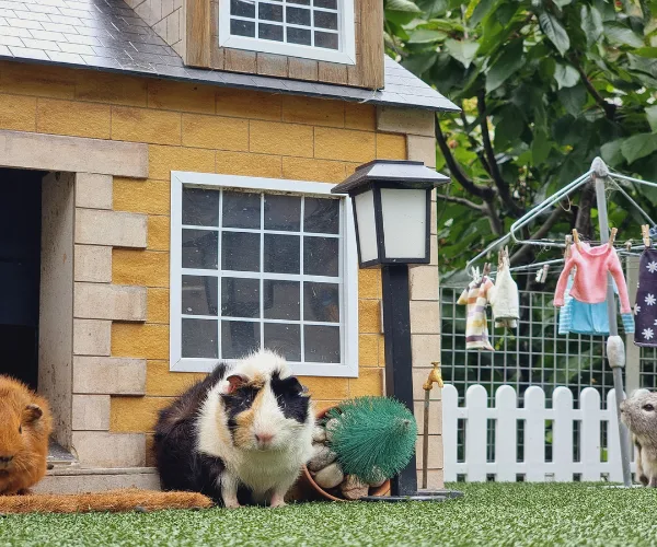 Guinea pigs in a miniature yard with house, lamp post, laundry line, and picket fence.