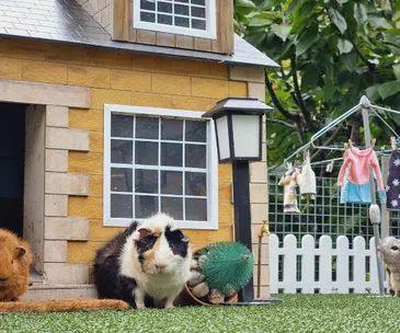 Guinea pigs in a miniature yard with house, lamp post, laundry line, and picket fence.