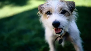 Fuzzy dog standing on grass, looking up with an open mouth and slightly tilted head.