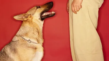 A German Shepherd sits attentively in front of a person in beige pants against a red background.