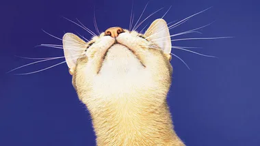 A cat looking upwards against a solid blue background.