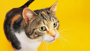 Tabby cat with green eyes against a bright yellow background, looking alert and curious.