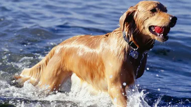 Golden retriever happily plays in water, holding a red ball in its mouth.