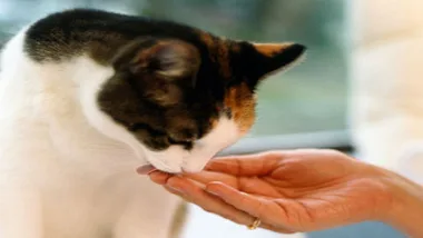 A cat with a tri-color coat gently sniffs food from a person's hand indoors.