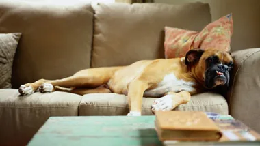 A relaxed brown boxer dog lying on a beige sofa with colorful pillows.