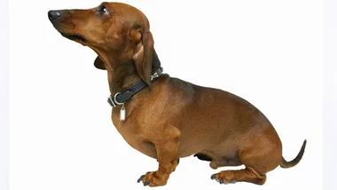 A brown dachshund with a black collar sits on a white background, looking upwards.