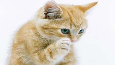 A ginger kitten with blue eyes, sitting and licking its paw against a white background.
