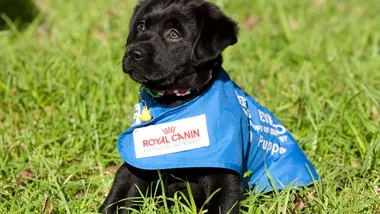 Black Labrador puppy in a blue vest with Royal Canin logo, sitting on grass.