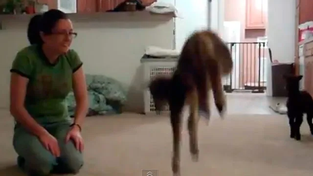 Adorable lambs leap around living room