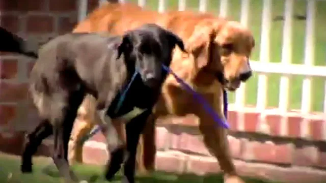 Blind dog has his own seeing eye dog