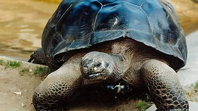 Married Turtle World's oldest 'married' animal couple divorces