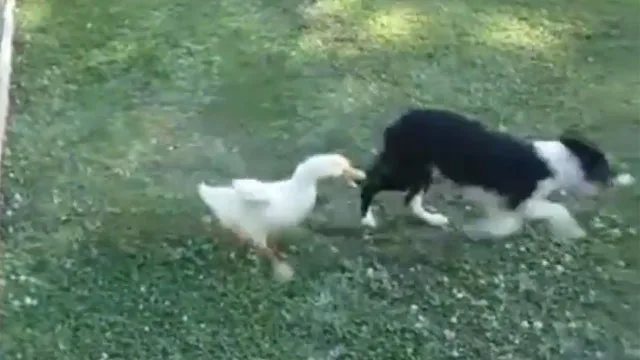 Brave duck takes on dog