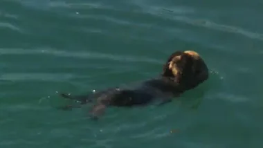 Sea otter covers eyes with paws while swimming