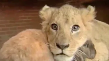 Lion cub playfully snuggles with rabbit