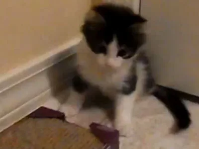 Two-legged kitten is a heart- warming inspiration