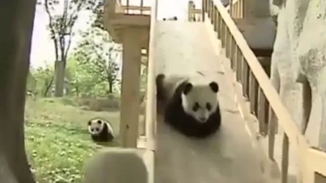 Video: Adorable pandas take turns on slide