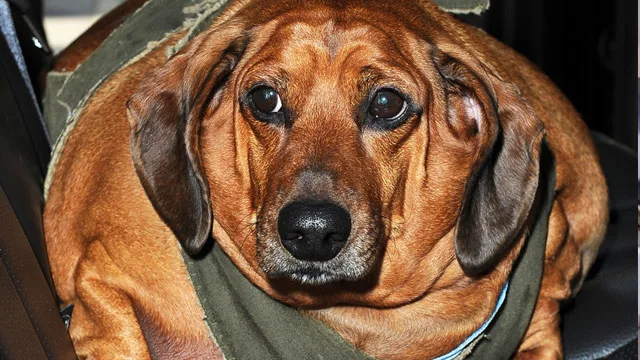 Obese dachshund named Obie makes US TV debut