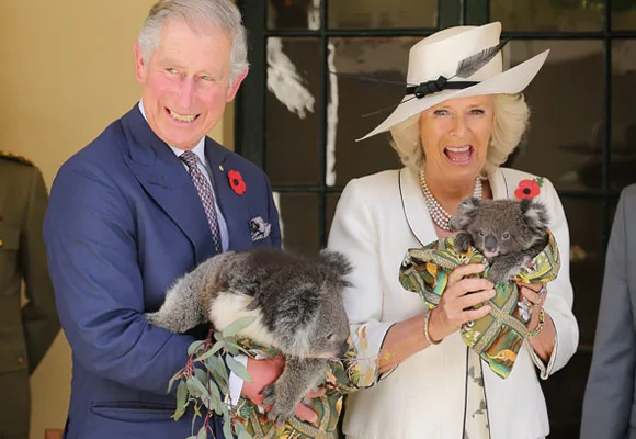 Prince Charles and Camilla holding koalas, both smiling, during their visit to Australia.
