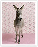 Donkey standing on a pink floor against a floral wallpaper background.
