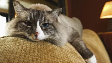 House cat