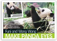 "Two pandas, Funi and Wang Wang, are relaxing and eating bamboo at the Adelaide Zoo."