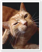 Cat chat