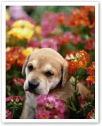Pets and plants