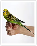 Budgie