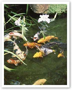 Holiday care for your fish