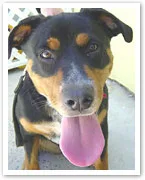 Simba needs a home!