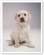 Cute Labrador puppy sitting on a plain background, looking directly at the camera.