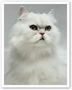 A fluffy white Persian cat with a serious expression.