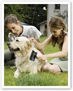 Two people grooming a Golden Retriever outside on grass.