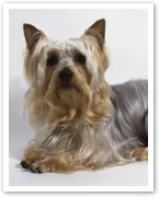 Australian Silky Terrier with long, silky coat lying down, facing forward in profile on a plain background.