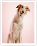 Borzoi
