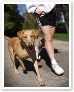 Person jogging with a brown dog on a leash on a sunny day in a park.