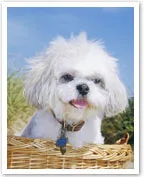 Shih Tzu dog sitting in a wicker basket outdoors with a blue sky background.