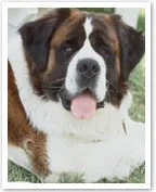 A St. Bernard dog lying on the grass, panting with its tongue out.