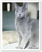 Gray cat with green eyes sitting on a carpeted surface, looking alert and curious.