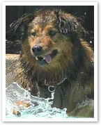 Wet dog playing in water, enjoying a cool dip to beat the heat.