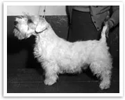 Black and white image of a Sealyham Terrier standing on a table, with a handler supporting the dog's tail.