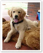 Golden retriever puppy sitting on a large stuffed toy, with a happy expression and tongue out.