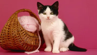 Black and white kitten sitting next to a tipped basket with pink yarn, set against a pink background.